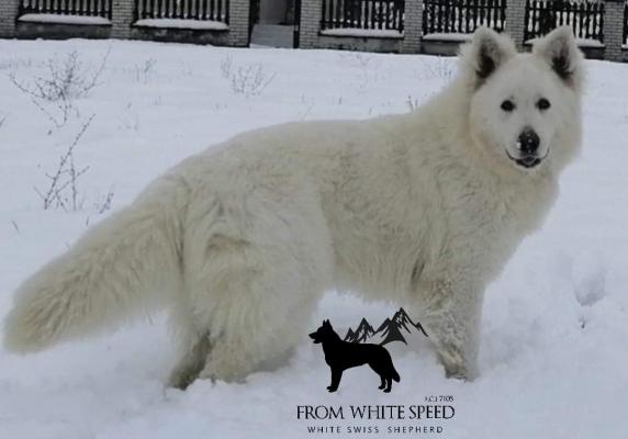 White Swiss Shepherd BEAUTIFUL puppies